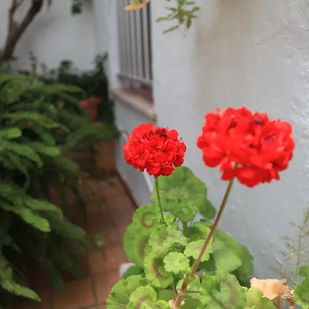 El Coloso