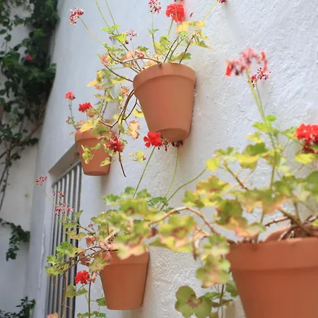 Ξενοδοχείο El Coloso 2*