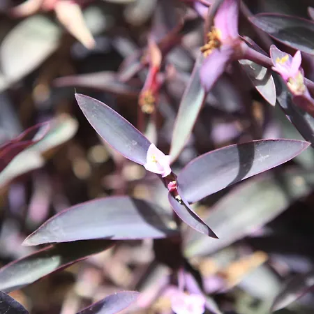 Ξενοδοχείο El Coloso