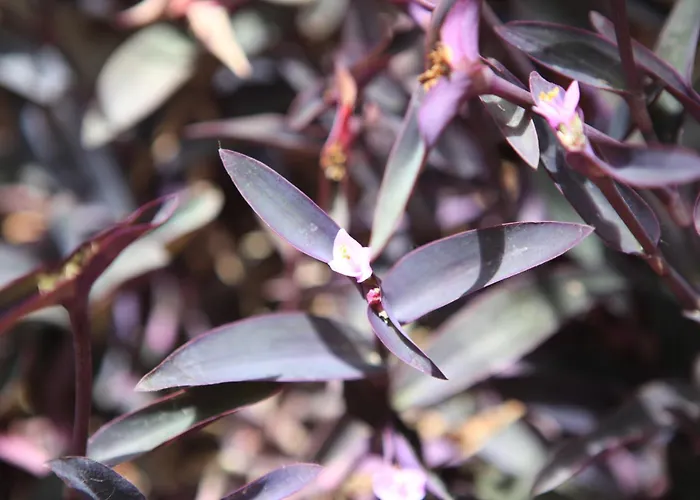 Отель El Coloso